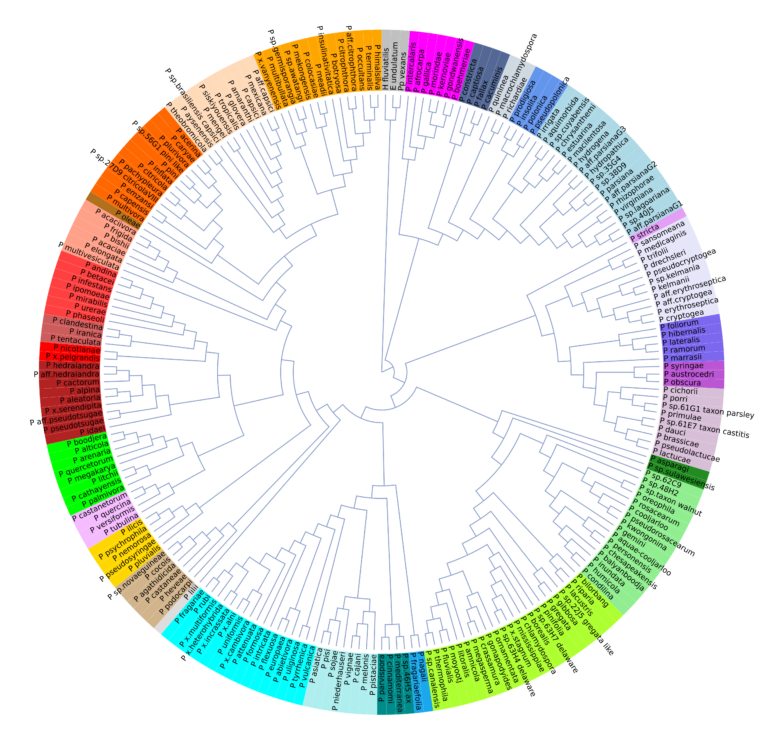 An Open T-BAS Phylogeny for Emerging Phytophthoras – The Ristaino Lab